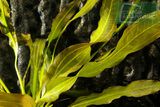 Echinodorus Horemanii Dark Green